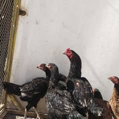 we are selling a pure aseel hens