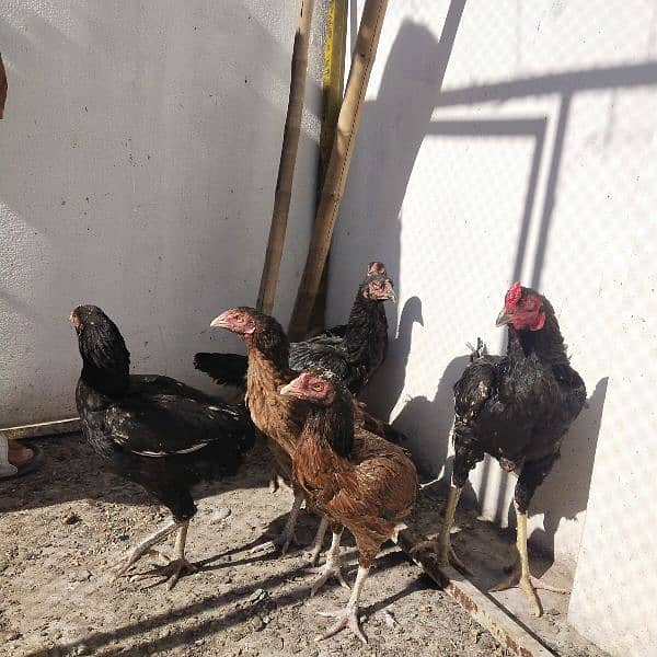 we are selling a pure aseel hens 1