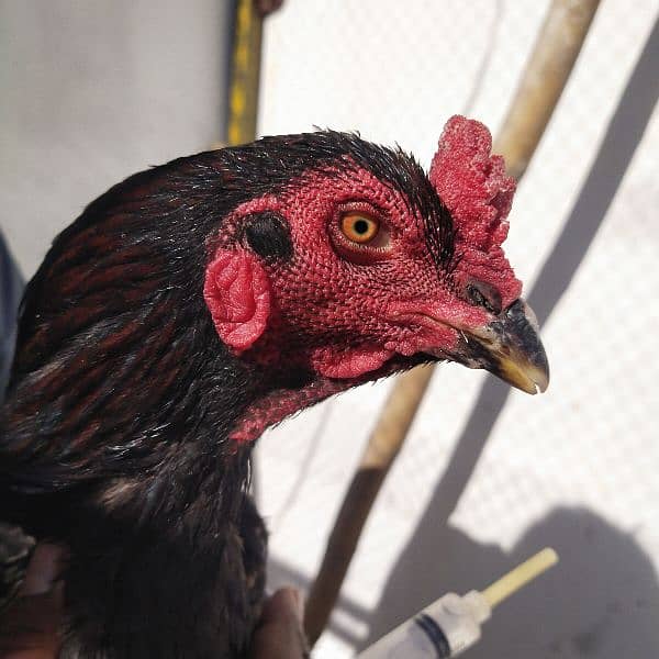 we are selling a pure aseel hens 2