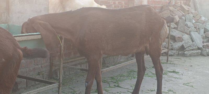 pure beetal nagra female goat 0