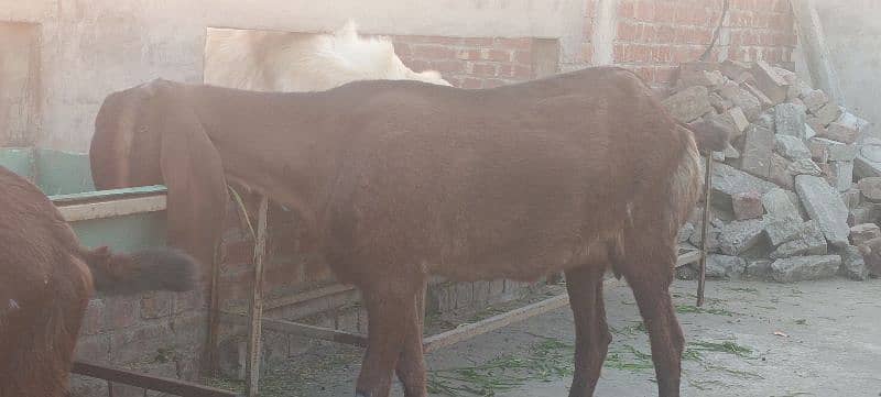 pure beetal nagra female goat 1