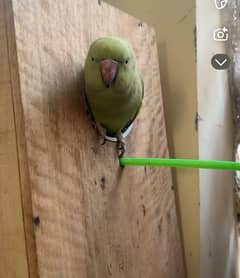 talking female indian ringneck parrot,not hand tame