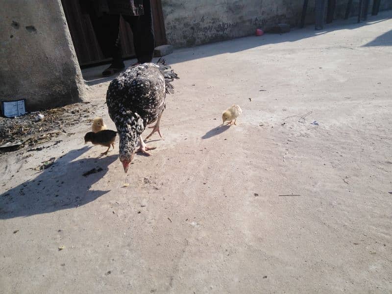 aseel female with 3 chicks 4