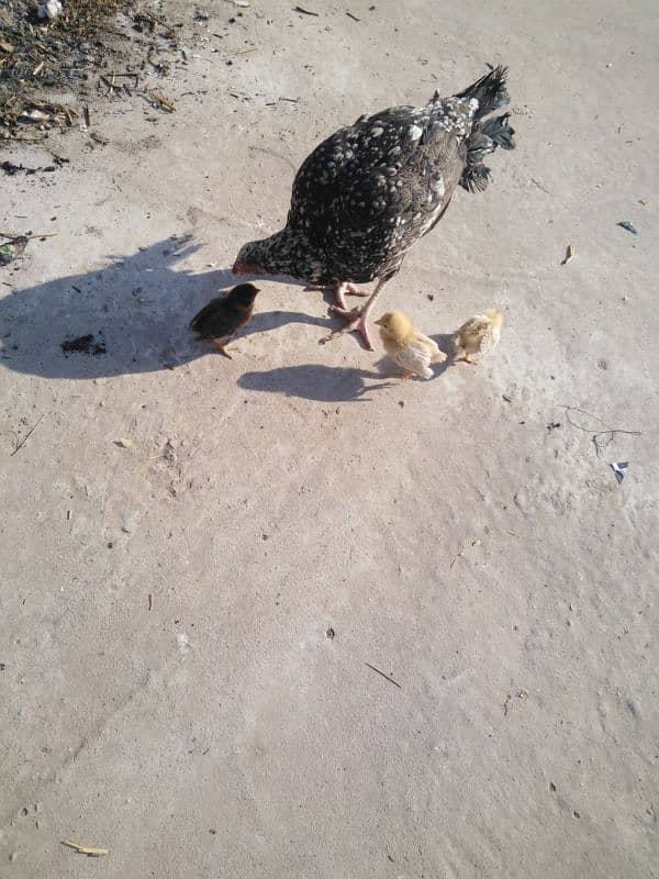 aseel female with 3 chicks 5