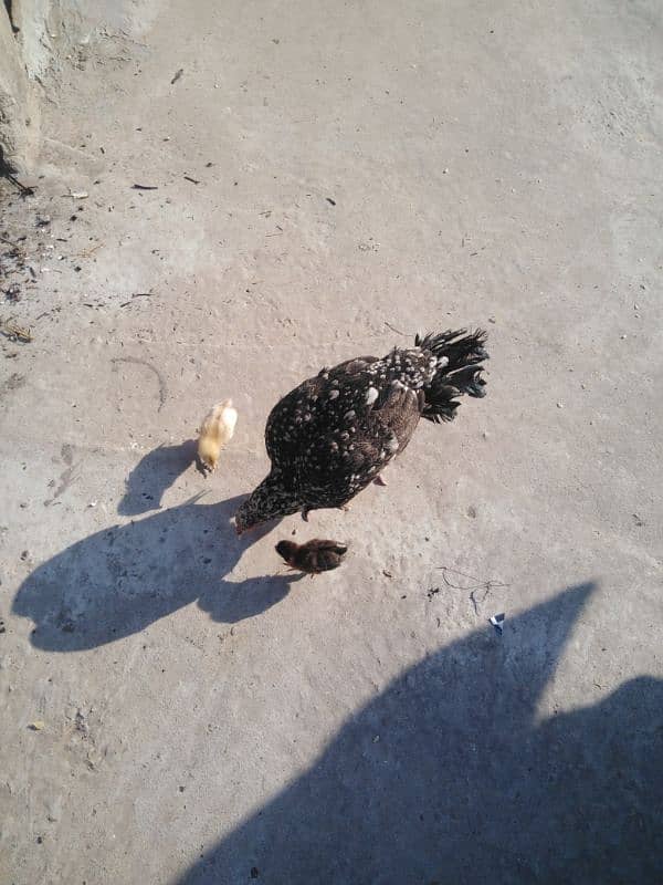 aseel female with 3 chicks 6