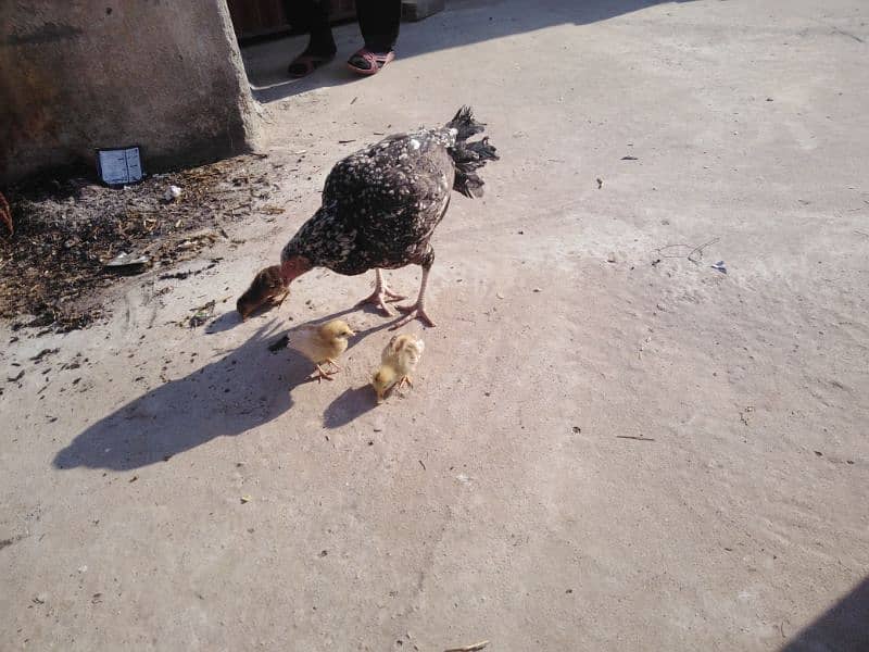 aseel female with 3 chicks 8