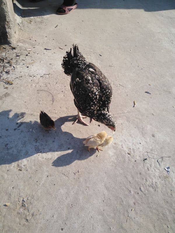 aseel female with 3 chicks 9