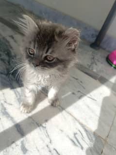 Persian cat 40 day