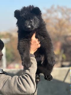 German shepherd male puppy