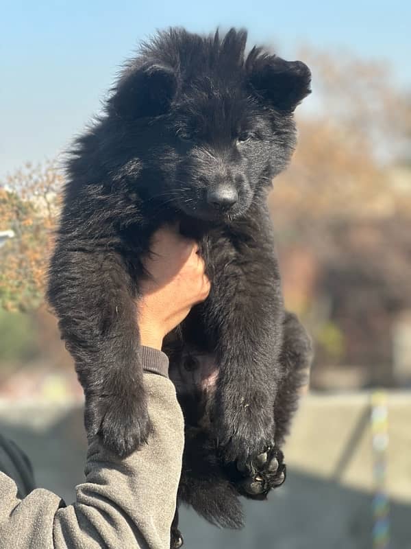 German shepherd male puppy 2