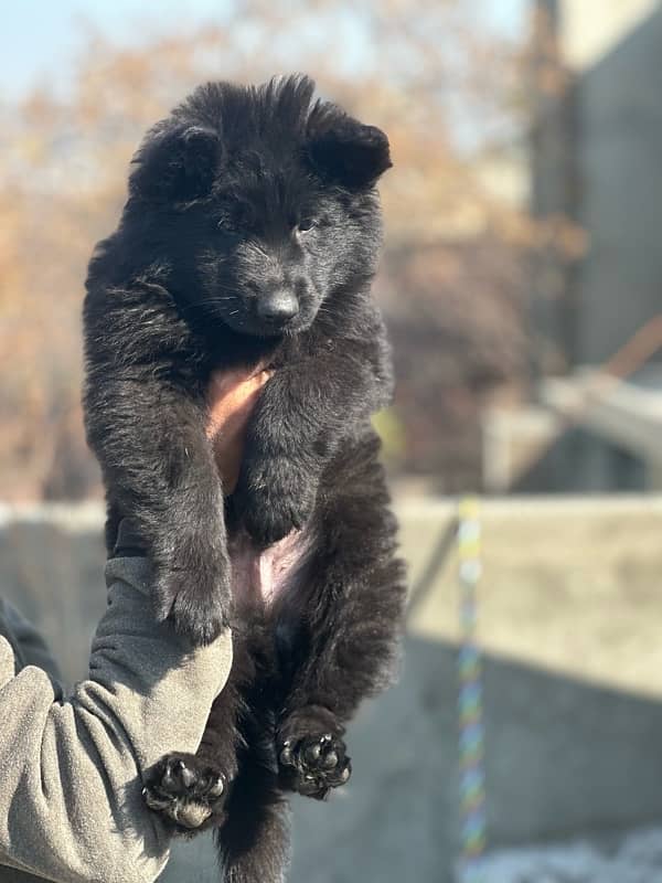 German shepherd male puppy 4