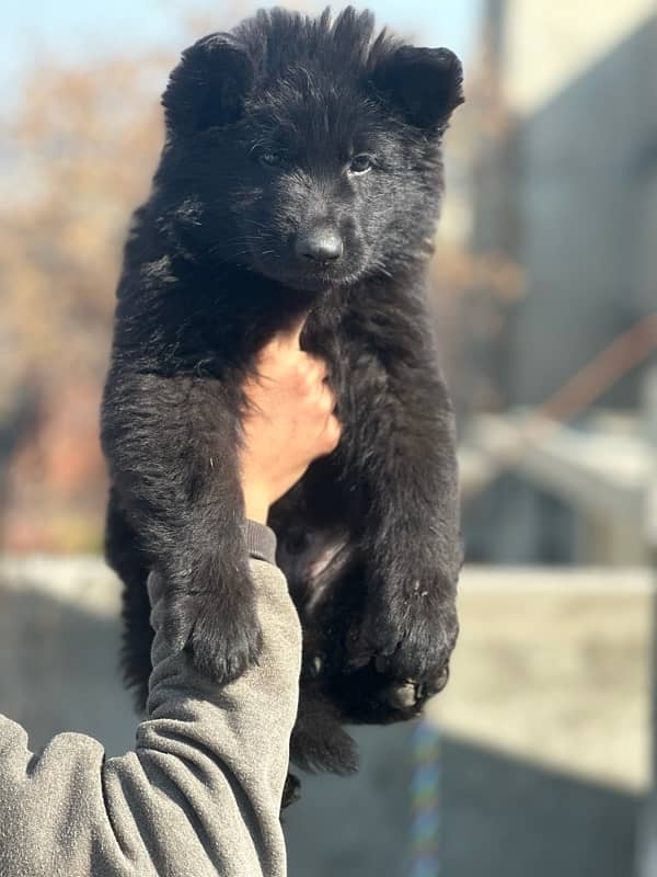 German shepherd male puppy 5