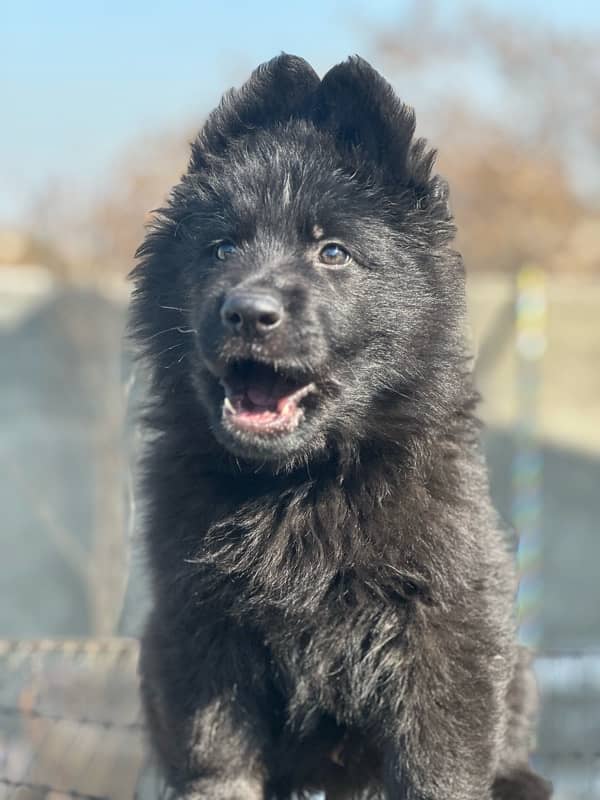 German shepherd male puppy 7