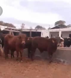 50 Bulls for Sale