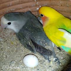 love birds breeder pair