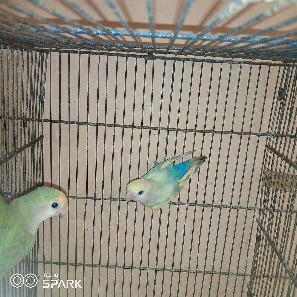 love birds breeder pair 1