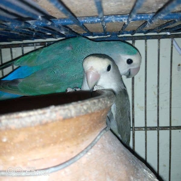 love birds breeder pair 3