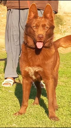 Belgian Shepherd Male Dog | Chocolate Golden Belgium shepherd For Sale