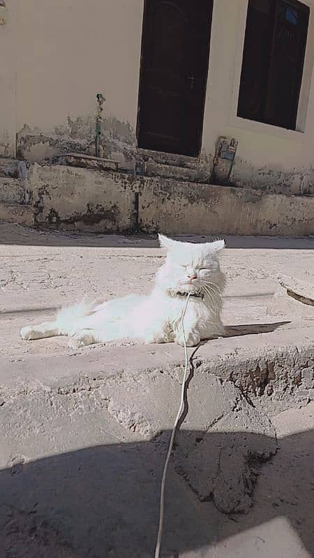 Persian Cat Triple Coated Male 1