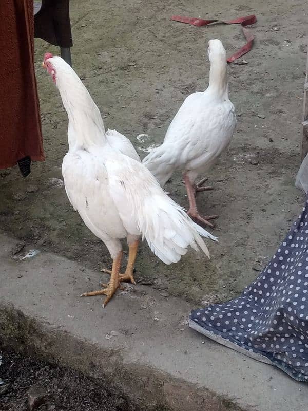 Heera Couple hens 0