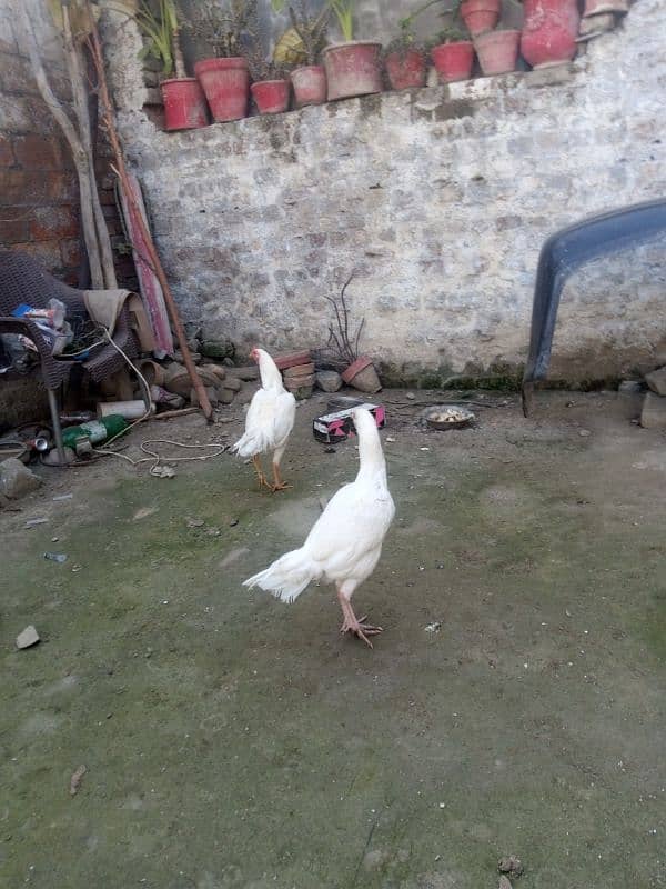 Heera Couple hens 1