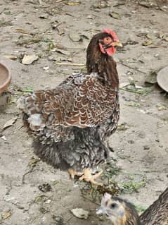 Blue laced Wyandotte, Ayam Cemani, Light Sussex, Golden Buff