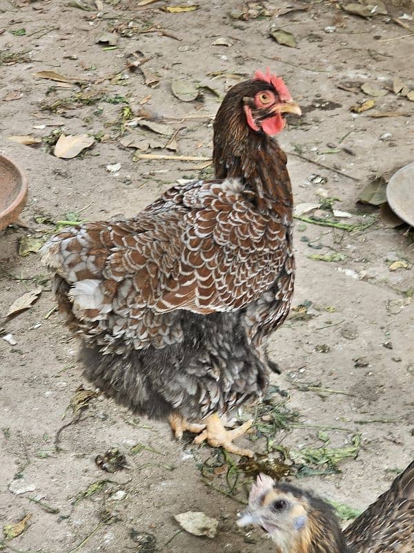 Blue laced Wyandotte, Ayam Cemani, Light Sussex, Golden Buff 0