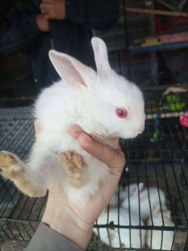 Adorable Rabbit for Sale – red eyes rabbits-Healthy & Fluffy 0