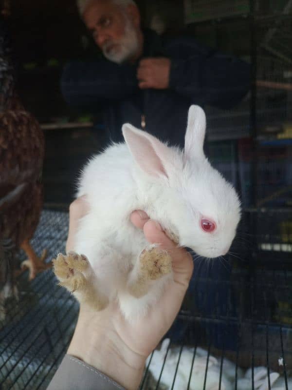 Adorable Rabbit for Sale – red eyes rabbits-Healthy & Fluffy 1