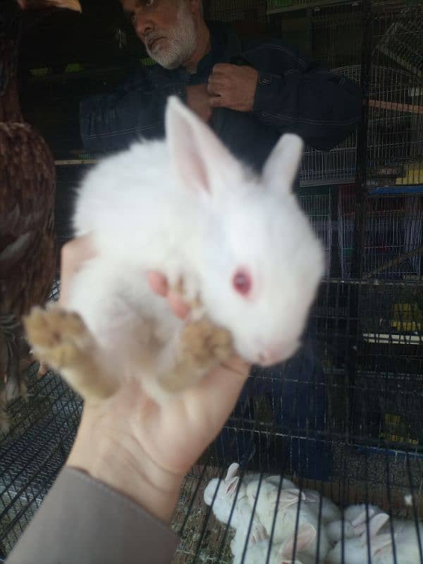 Adorable Rabbit for Sale – red eyes rabbits-Healthy & Fluffy 2