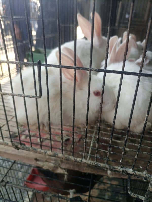 Adorable Rabbit for Sale – red eyes rabbits-Healthy & Fluffy 3