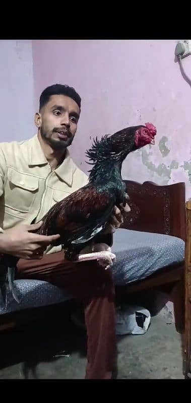 aseel cock + hens 3