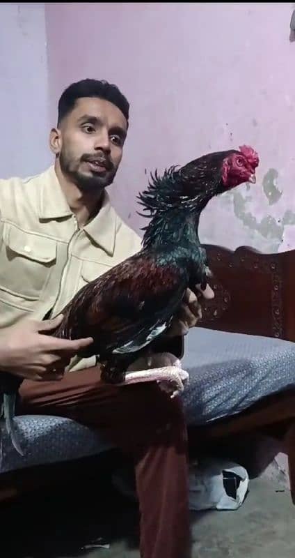 aseel cock + hens 5