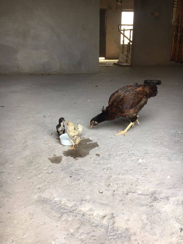 aseel hen with chicks (03088440940) 0