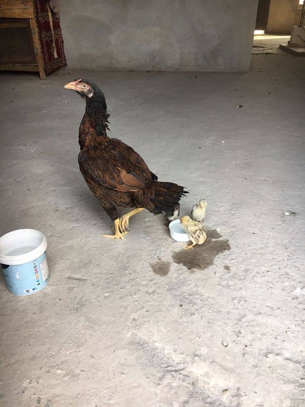 aseel hen with chicks (03088440940) 3