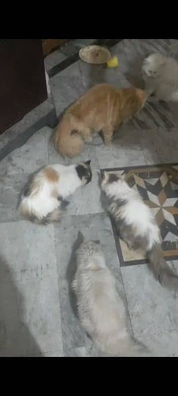 6 female cats and 2 male cat for sale 2