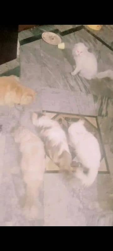 6 female cats and 2 male cat for sale 3