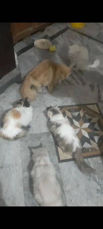 6 female cats and 2 male cat for sale 4