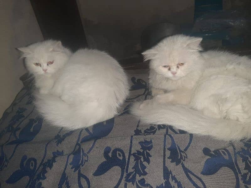 6 female cats and 2 male cat for sale 6