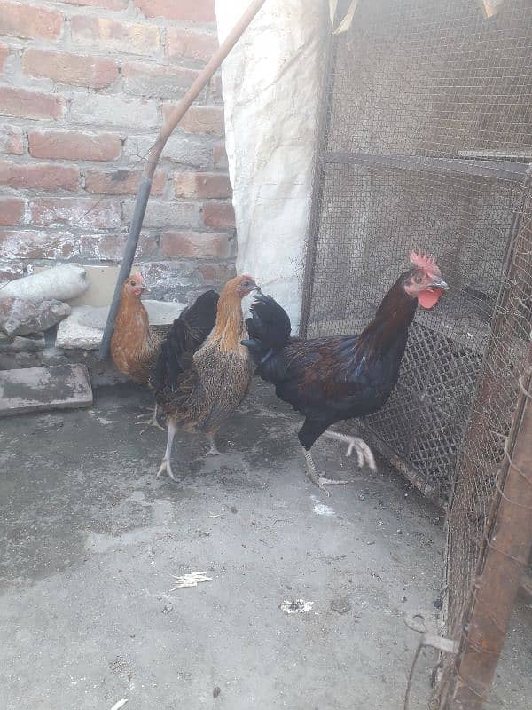 Desi hens for sale (03010140724) 5