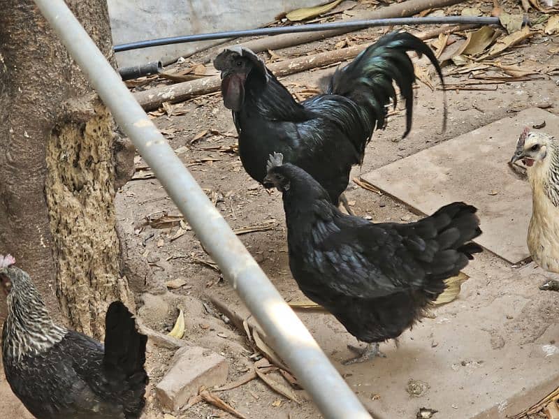 Blue laced Wyandotte, Ayam Cemani, Light Sussex, Golden Buff 1