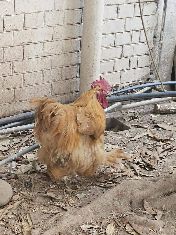 Blue laced Wyandotte, Ayam Cemani, Light Sussex, Golden Buff 2