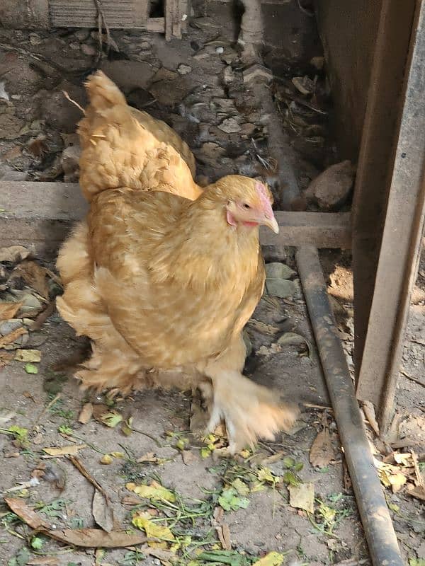 Blue laced Wyandotte, Ayam Cemani, Light Sussex, Golden Buff 3