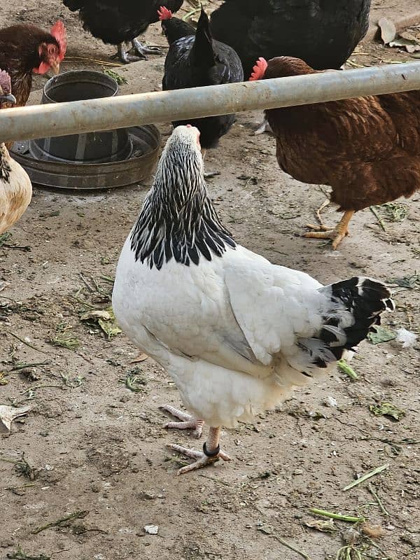 Blue laced Wyandotte, Ayam Cemani, Light Sussex, Golden Buff 4