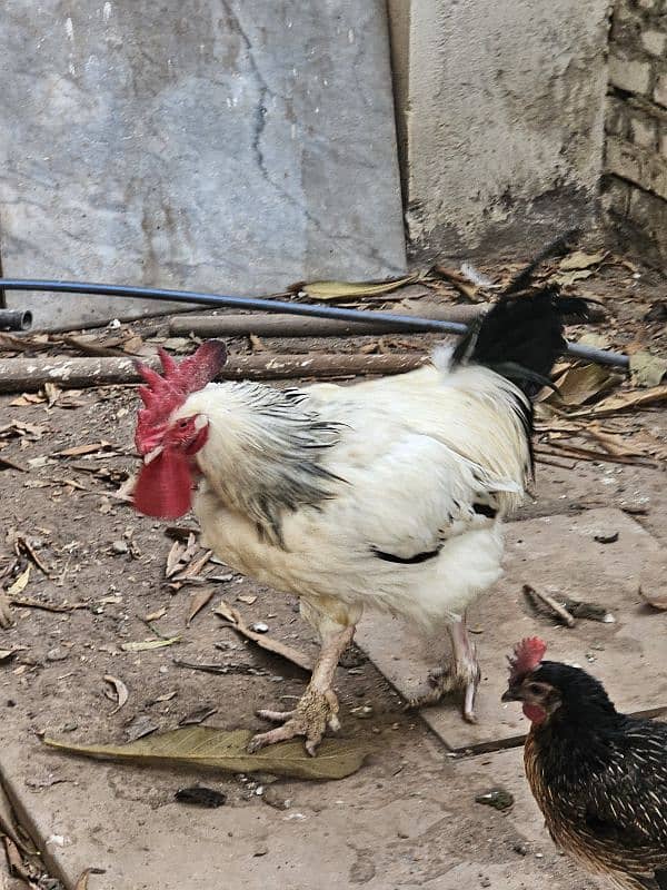 Blue laced Wyandotte, Ayam Cemani, Light Sussex, Golden Buff 5