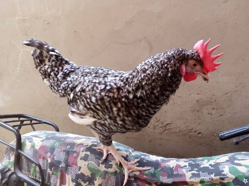 Mashallah healthy and active rooster for sale 0