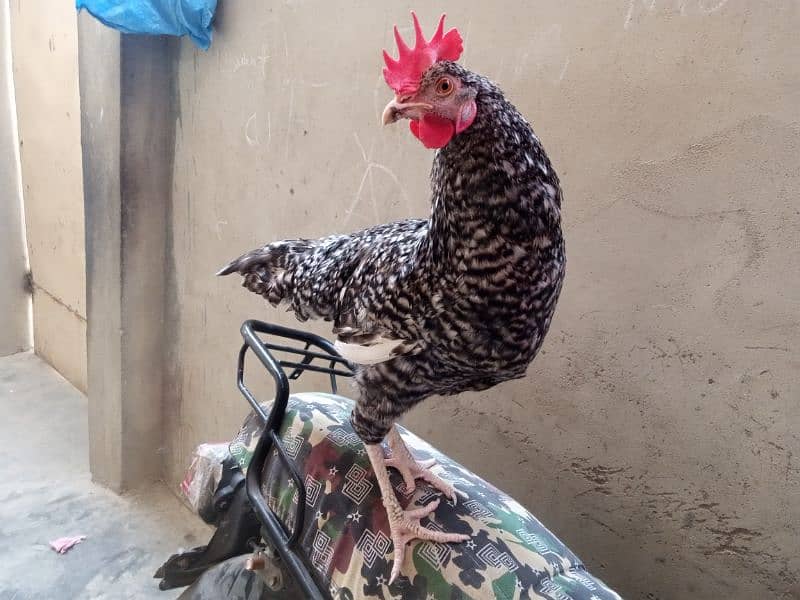 Mashallah healthy and active rooster for sale 1