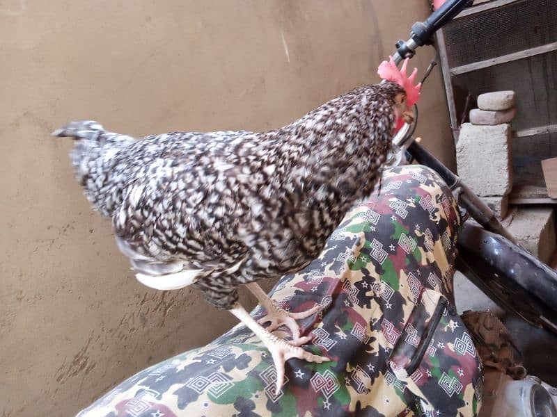 Mashallah healthy and active rooster for sale 2