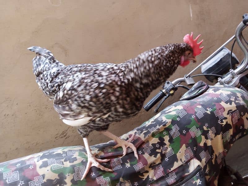 Mashallah healthy and active rooster for sale 3