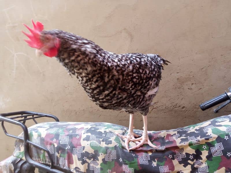 Mashallah healthy and active rooster for sale 4